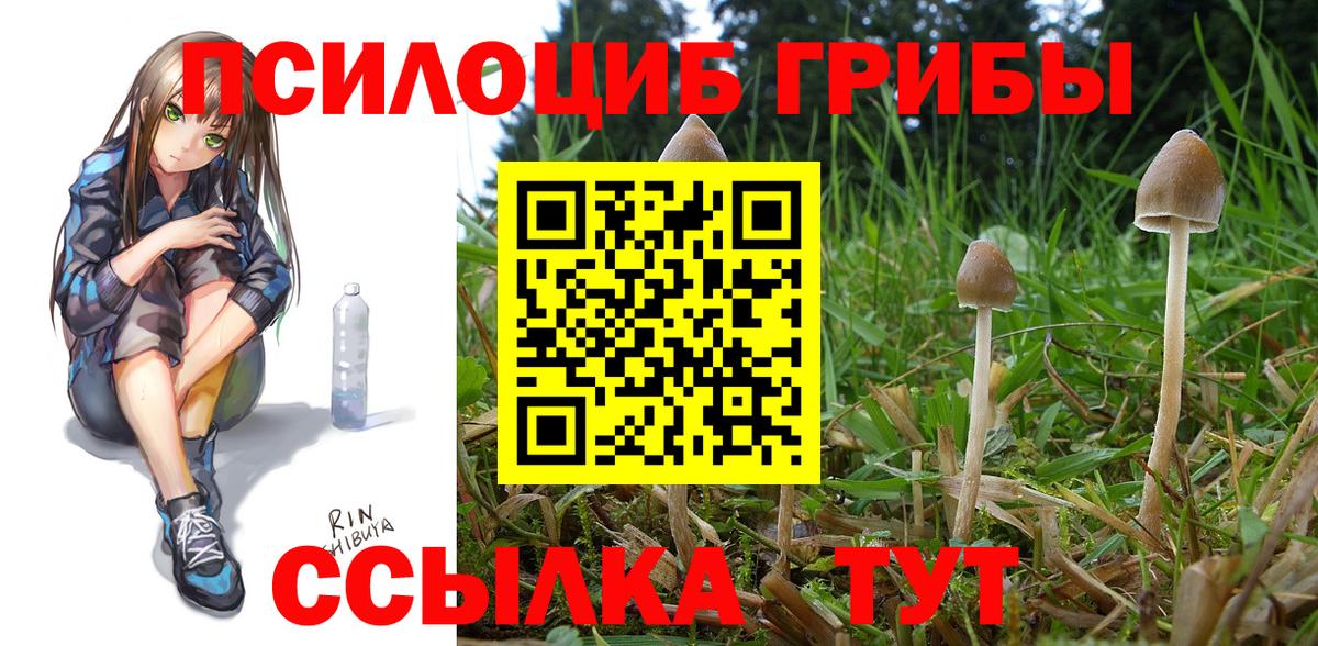 Балашов  Псилоцибиновые грибы GOLDEN TEACHER  сколько стоит  Вход с VPN 